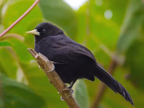 Dokumentasi Amblycercus holosericeus