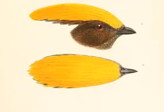 Ilustrasi Amblyornis flavifrons