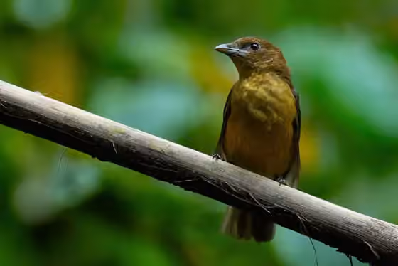 Dokumentasi Amblyornis inornata