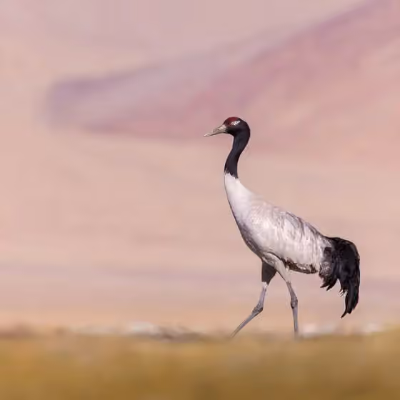 Dokumentasi Grus nigricollis