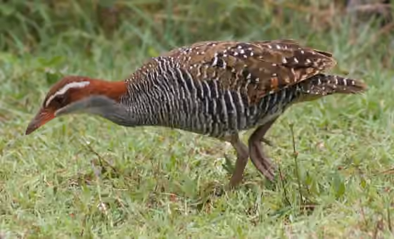 Dokumentasi Hypotaenidia philippensis