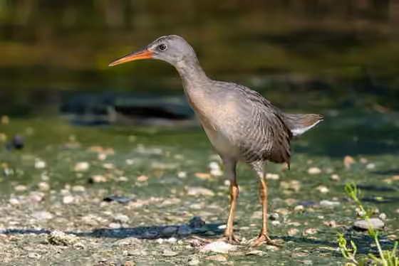 Dokumentasi Rallus crepitans