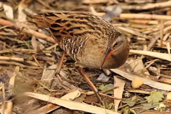 Dokumentasi Rallus indicus