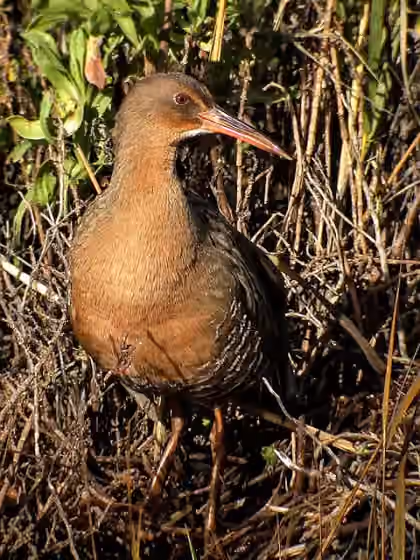 Dokumentasi Rallus obsoletus