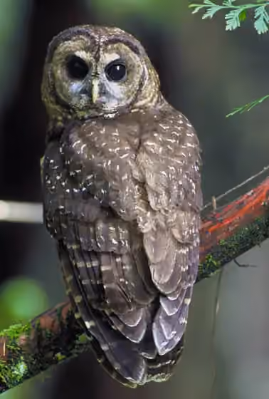 Dokumentasi Strix occidentalis