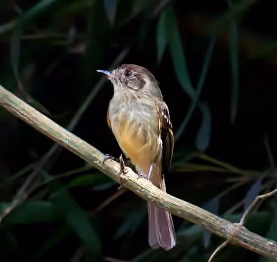 Dokumentasi Leptopogon amaurocephalus