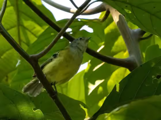 Dokumentasi Pogonotriccus orbitalis