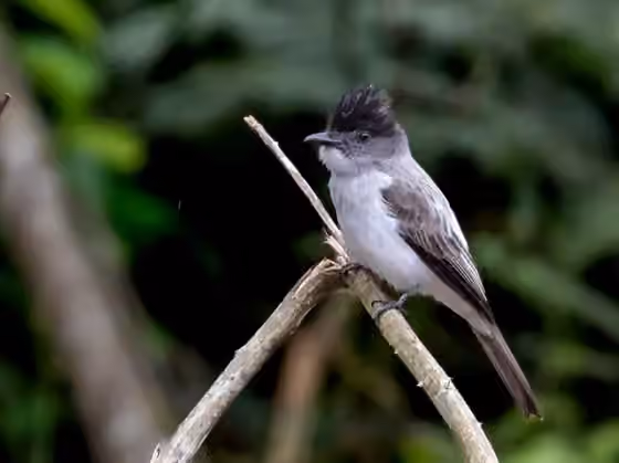 Dokumentasi Sirystes albocinereus