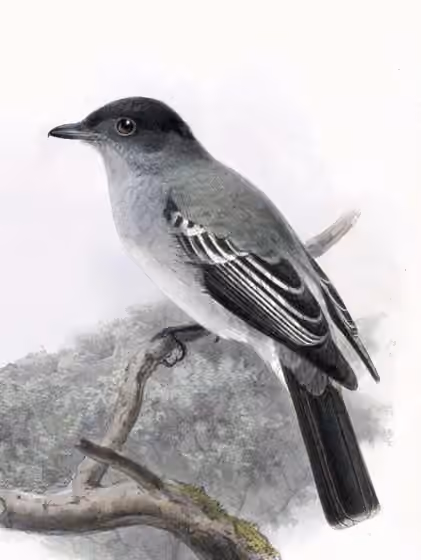Ilustrasi dokumenter Sirystes albogriseus