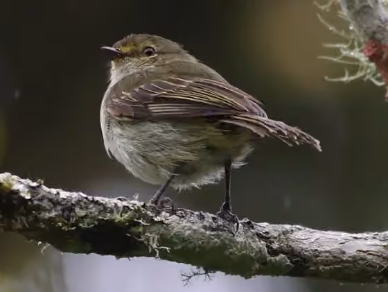 Dokumentasi Zimmerius albigularis