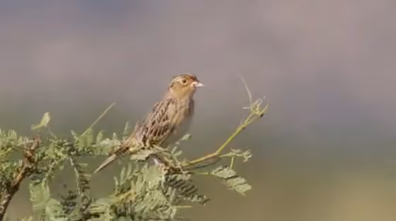 Dokumentasi Ammodramus savannarum