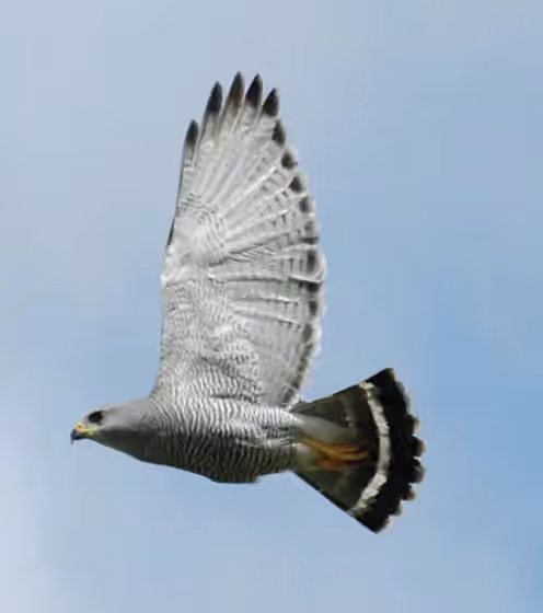Dokumentasi Buteo plagiatus