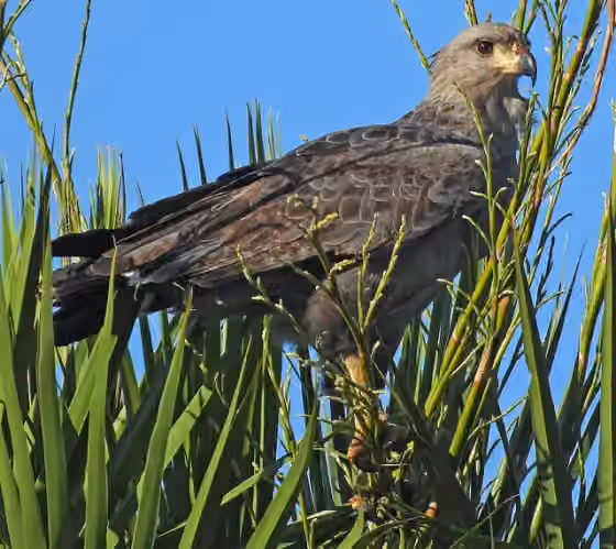 Dokumentasi Buteogallus coronatus