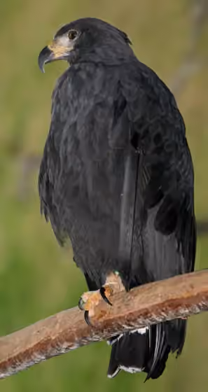 Dokumentasi Buteogallus solitarius