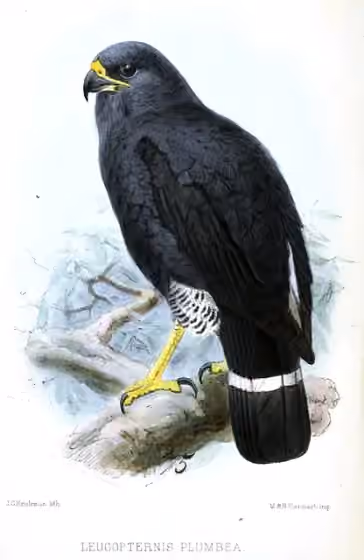 Ilustrasi Cryptoleucopteryx plumbea