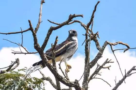 Dokumentasi Geranoaetus albicaudatus