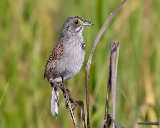 Dokumentasi Ammospiza maritima