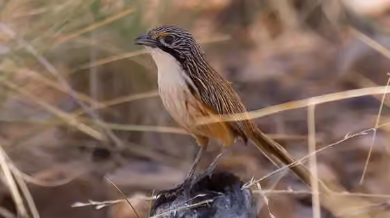 Dokumentasi Amytornis dorotheae