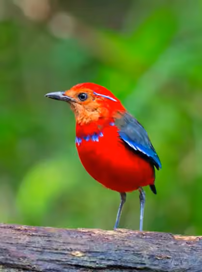 Dokumentasi Erythropitta arquata