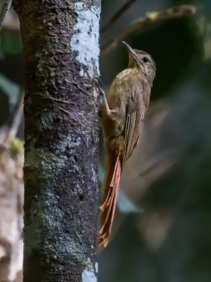Dokumentasi Certhiasomus stictolaemus