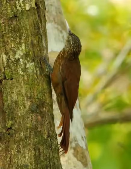 Dokumentasi Dendroplex kienerii
