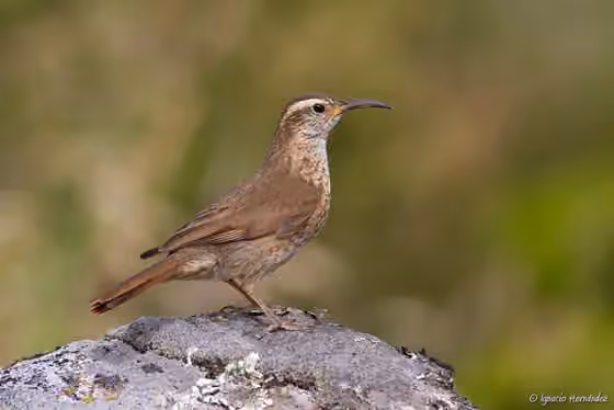 Dokumentasi Upucerthia saturatior
