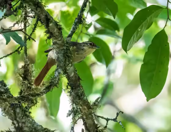 Dokumentasi Anabacerthia ruficaudata