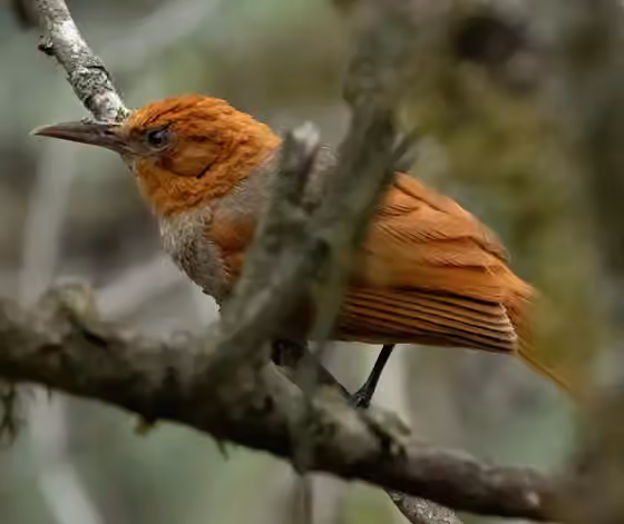Dokumentasi Clibanornis erythrocephalus