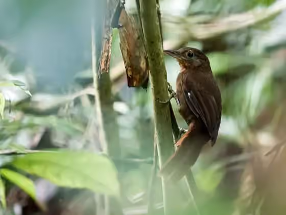 Dokumentasi Clibanornis rubiginosus