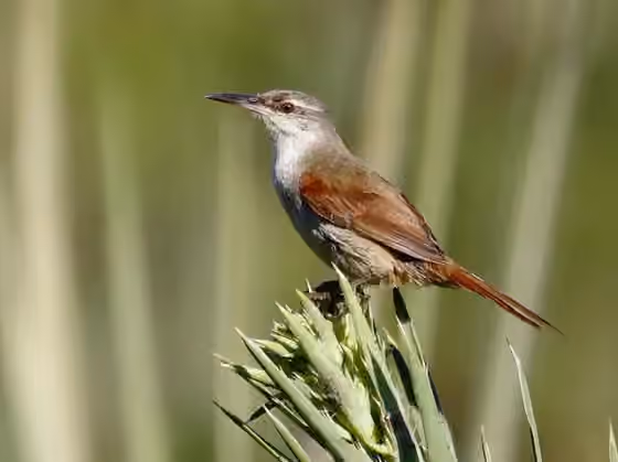 Dokumentasi Limnoctites rectirostris