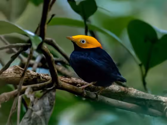 Dokumentasi Ceratopipra erythrocephala