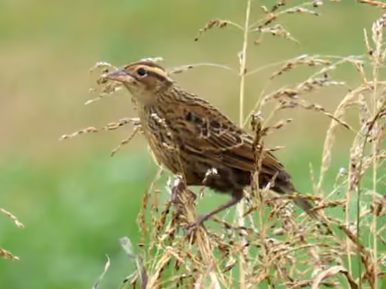 Dokumentasi Leistes superciliaris