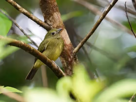 Dokumentasi Cryptopipo litae