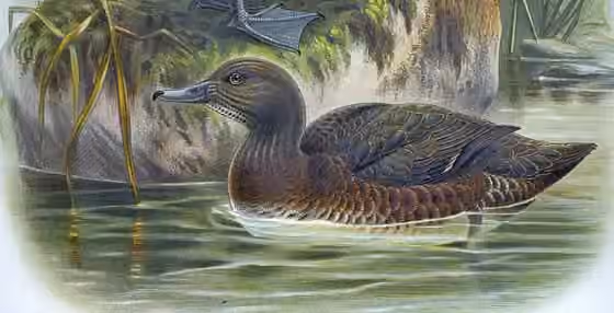 Ilustrasi Anas aucklandica