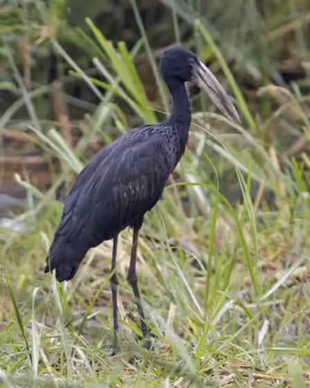 Dokumentasi Anastomus lamelligerus