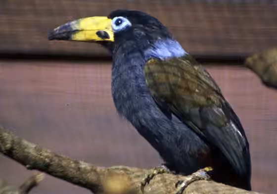 Dokumentasi Andigena cucullata
