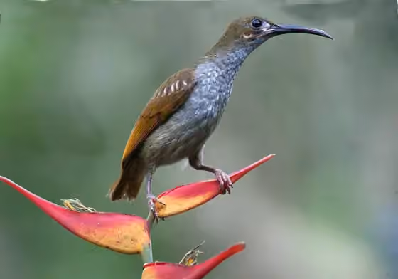 Dokumentasi Arachnothera clarae