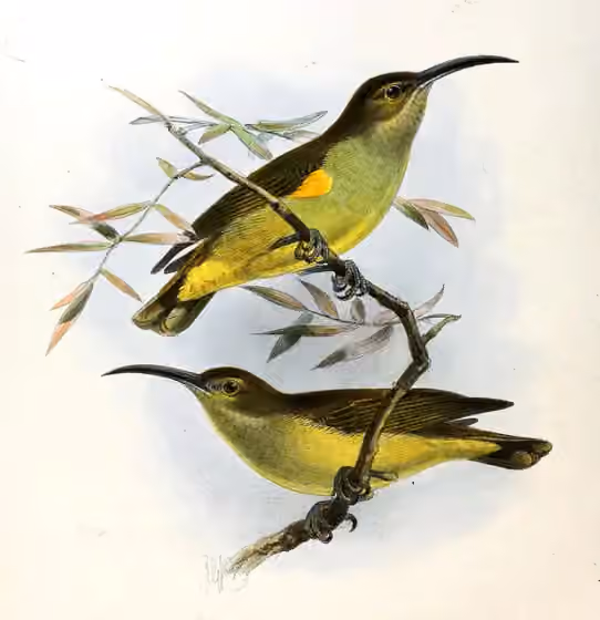 Pelat ilustrasi Arachnothera crassirostris dengan beberapa figur burung