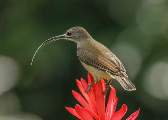 Dokumentasi Arachnothera longirostra