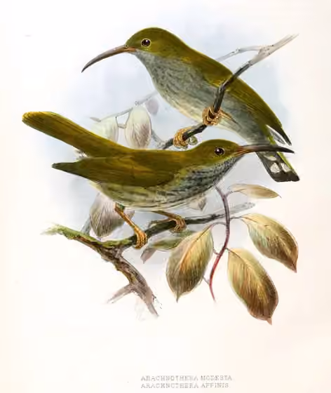 Pelat ilustrasi yang memuat Arachnothera modesta dan burung berlabel Arachnothera affinis.