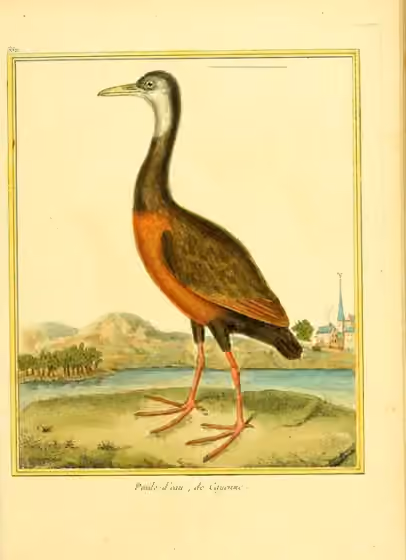 Ilustrasi Aramides wolfi