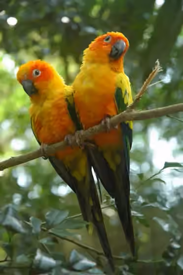 Dokumentasi Aratinga solstitialis