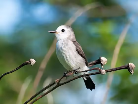 Dokumentasi Arundinicola leucocephala