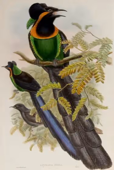 Pelat ilustrasi Astrapia nigra dengan beberapa figur burung