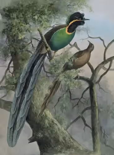 Ilustrasi Astrapia rothschildi