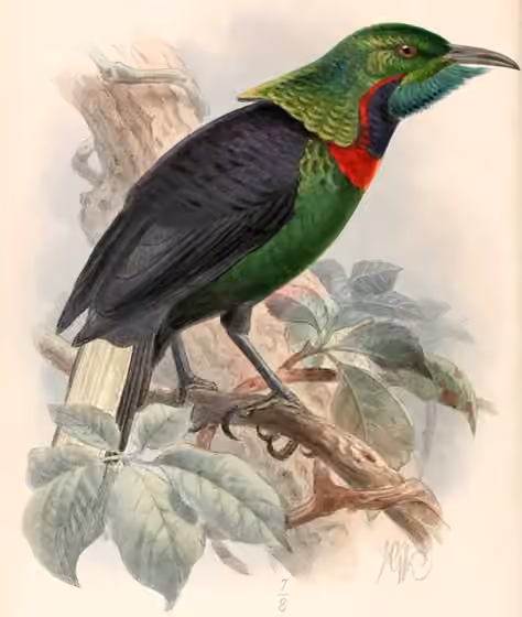 Ilustrasi Astrapia splendidissima