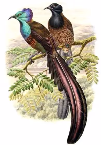 Pelat ilustrasi Astrapia stephaniae dengan beberapa figur burung