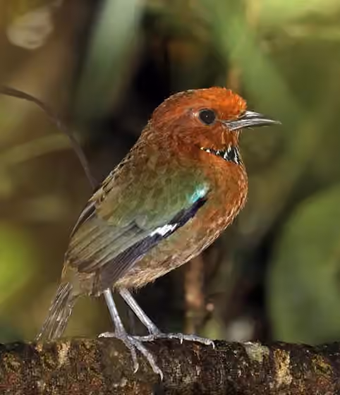 Dokumentasi Atelornis crossleyi