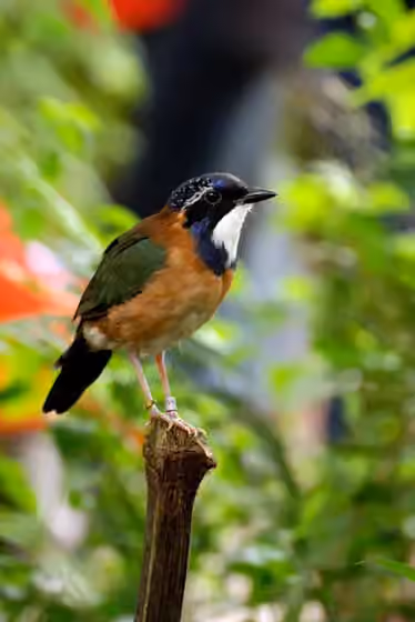 Dokumentasi Atelornis pittoides