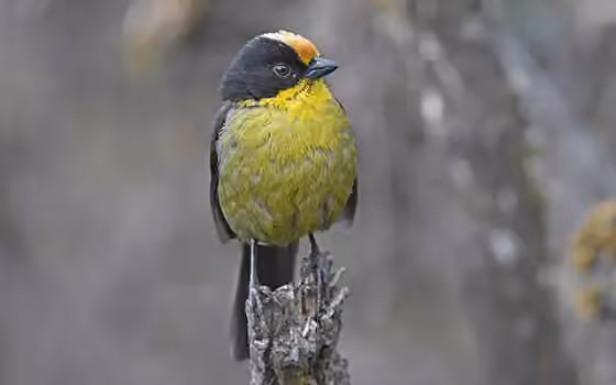 Dokumentasi Atlapetes pallidinucha